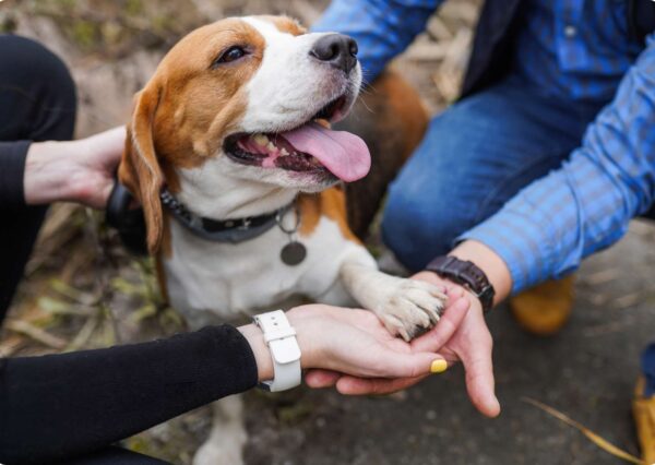 Canine Connection Certification Program