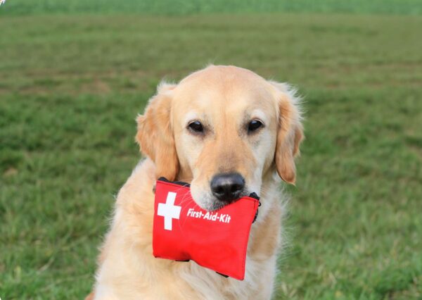 Dog First Aid Basics