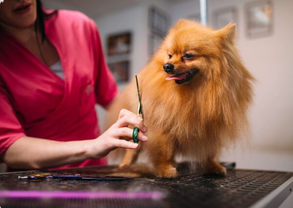Dog Grooming Concepts