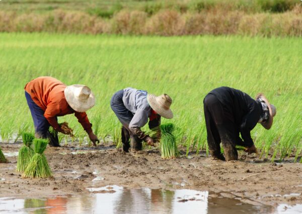 Farming Diploma Program