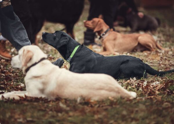 Overview of Dog Training Techniques