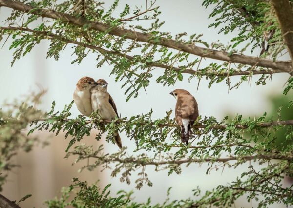 Bird Watching Basics